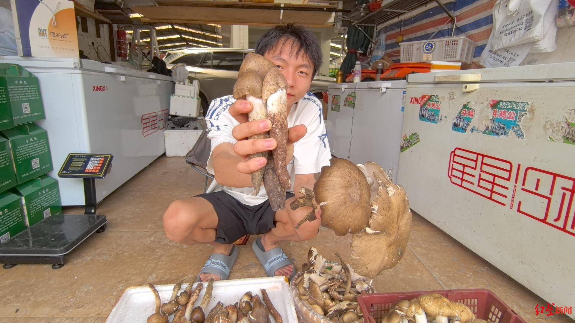 皇冠信用网在线开户_“天价”鸡枞调查：最贵卖到1800元/公斤！雨水少致产量低皇冠信用网在线开户，多地价高客少