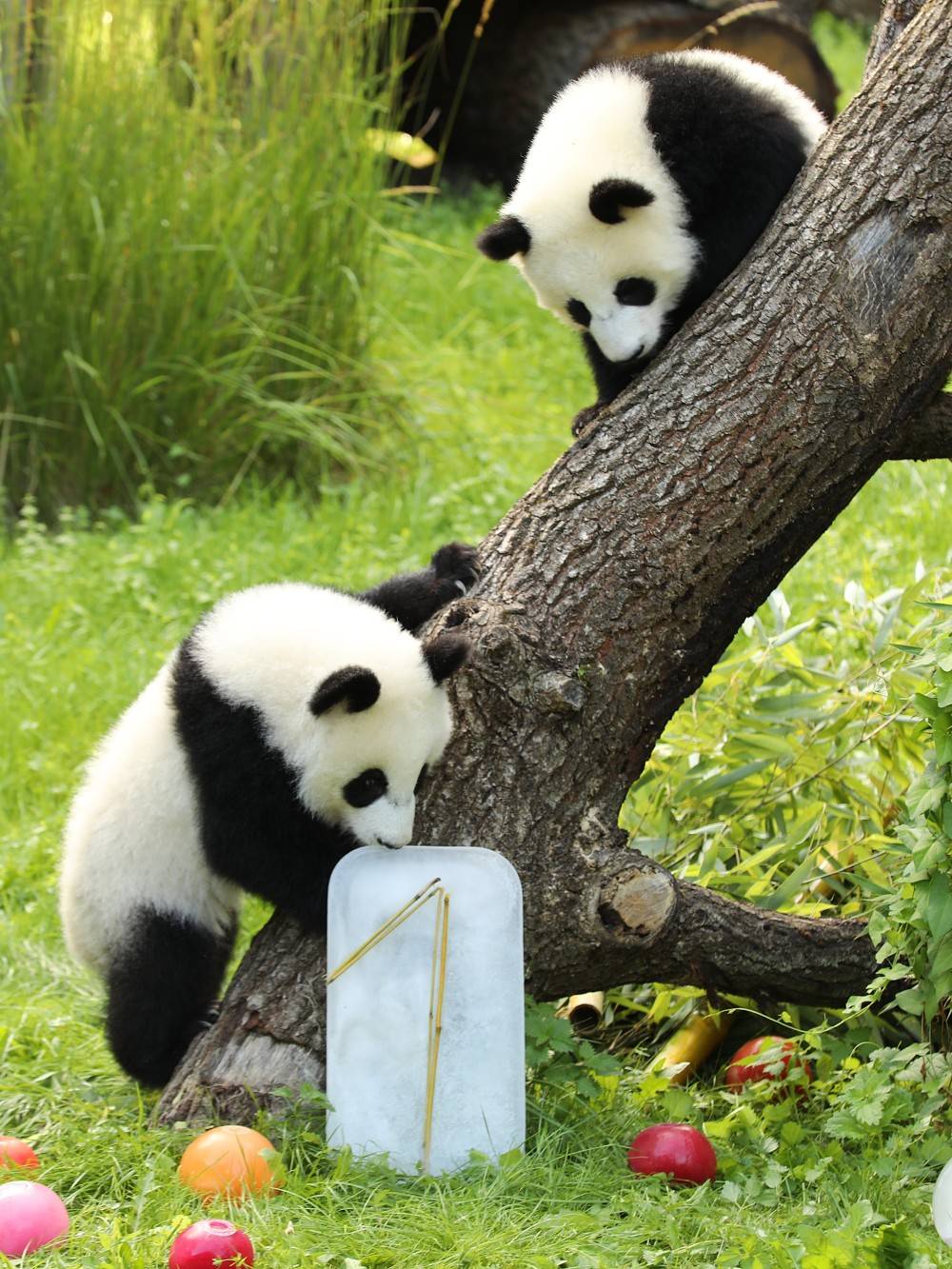 皇冠信用网账号注册
_在德出生的第二对大熊猫双胞胎迎来一岁生日