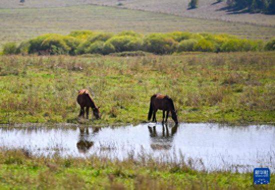 比沙奴 vs 利沃诺_初秋的乌兰布统草原