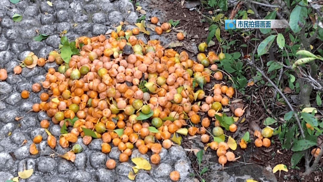 皇冠信用網在哪里开通
_不要捡皇冠信用網在哪里开通
！不要吃！昆明街头正大量出现……