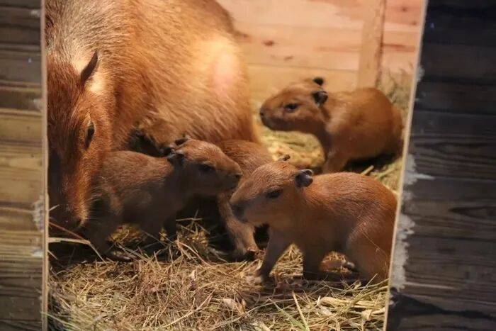 皇冠皇冠代理平台
_出生1小时就能独立行走皇冠皇冠代理平台
，济南动物园“果果”和“豚豚”的4只新生幼崽，周末和市民见面