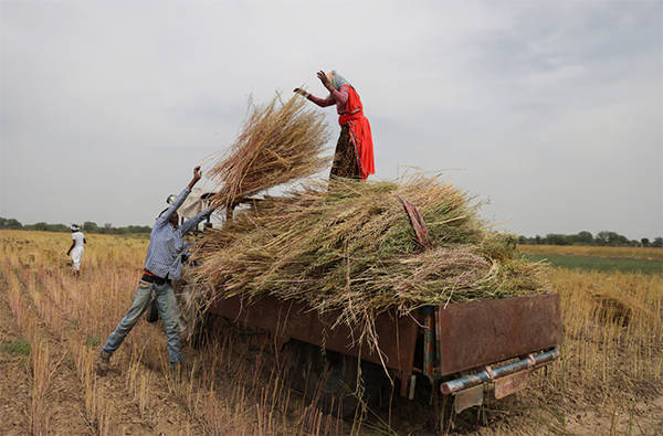 纽卡斯尔 vS 毕尔巴鄂竞技
_英媒:中国采购量破纪录纽卡斯尔 vS 毕尔巴鄂竞技
,推动印度油菜籽种植面积创历史新高