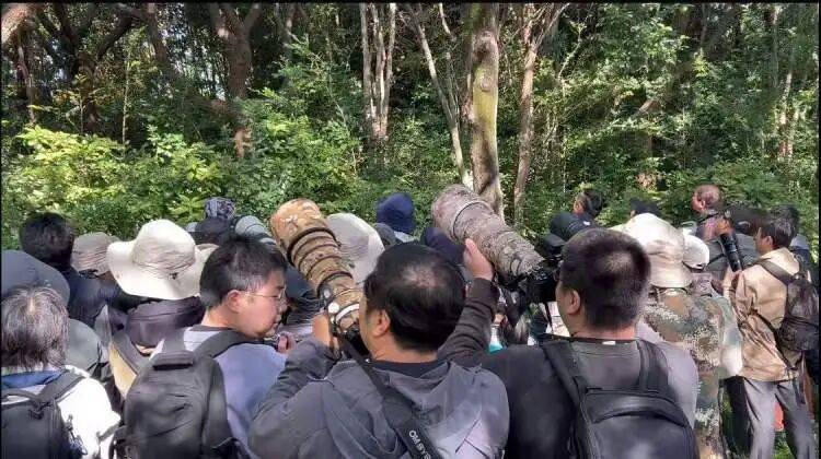 皇冠球网怎么做代理
_百年罕见！首次在上海被目击皇冠球网怎么做代理
，有人专门从北京“打飞的”赶来