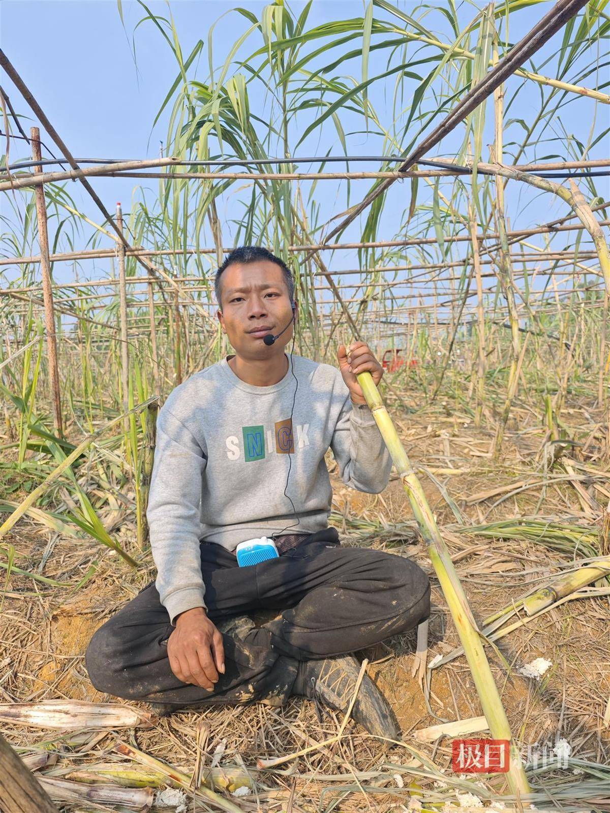 皇冠登3代理注册
_终于被你们偷完了！农场老板笑嘻嘻宣布“自助偷甘蔗”活动结束皇冠登3代理注册
，自称要下班回家睡瞌睡