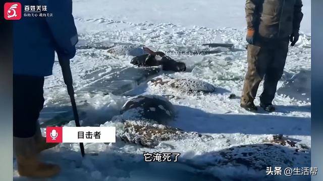 摩洛哥足球
_黑龙江一水库冰面下发现13匹冰冻马摩洛哥足球
,主人:马扎堆喝水坠落淹死,当天零下二三十度