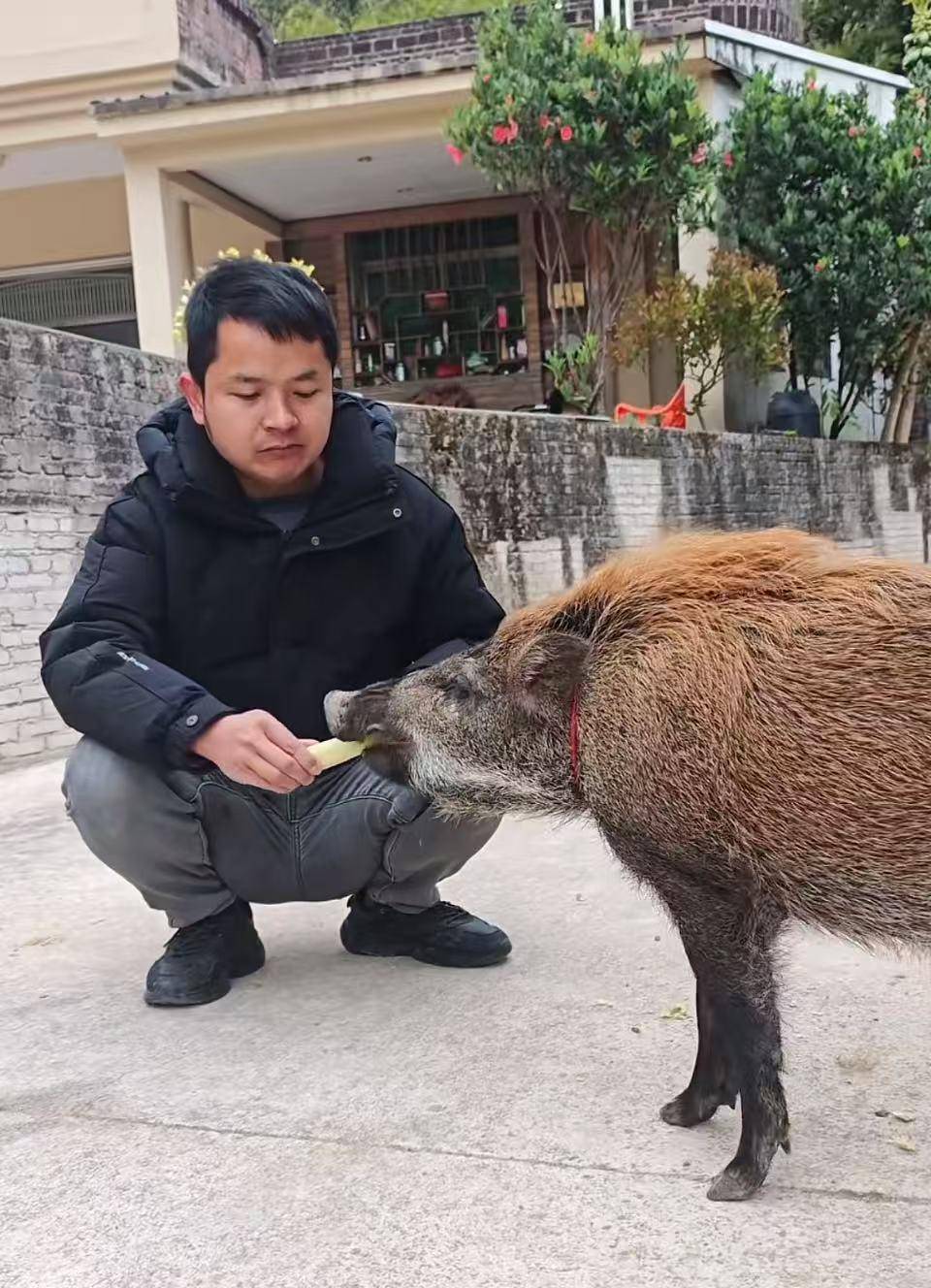 皇冠信用网代理
_广州男子收养小野猪一年多从30斤长到150斤皇冠信用网代理
,曾有人开价5万购买遭拒