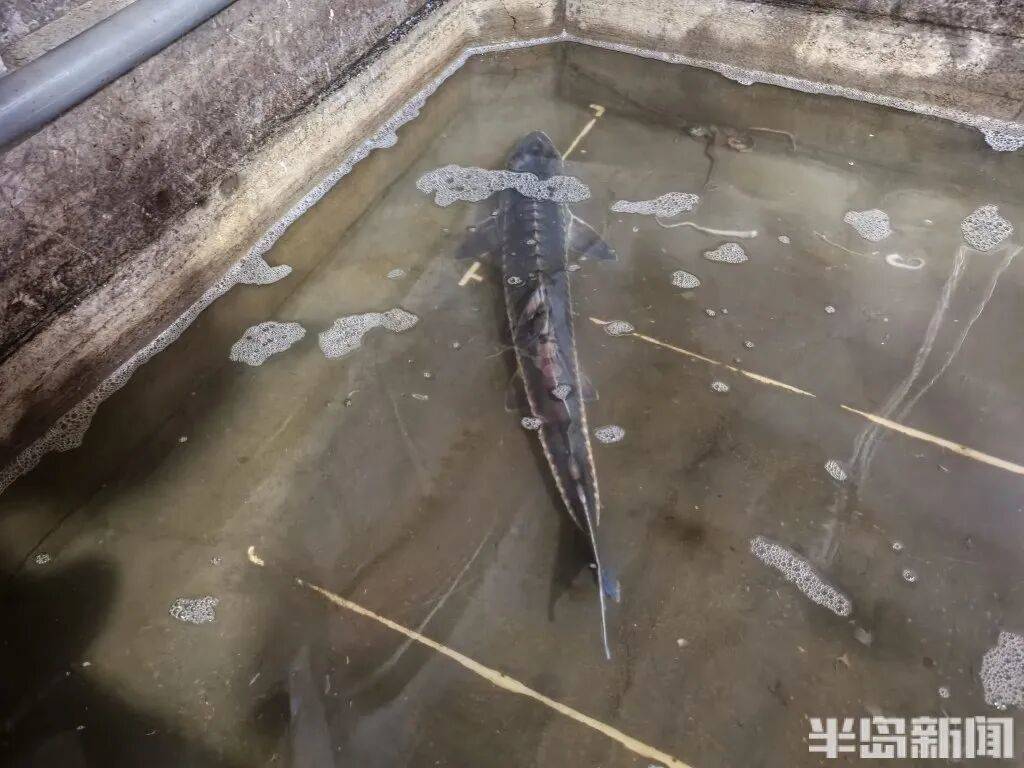 皇冠信用网会员_神奇！青岛渔民出海捕到一条怪鱼皇冠信用网会员，身价昂贵！