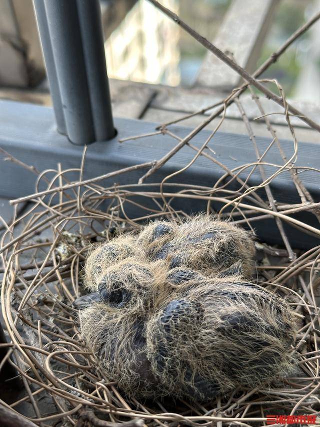 皇冠c盘
_长沙市民节后返城家中意外“添丁”皇冠c盘
,珠颈斑鸠安家阳台孵幼雏